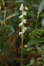 Appalachian Ladies' Tresses