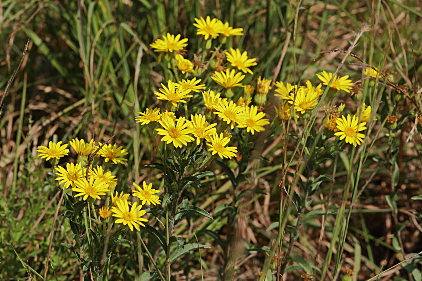 Shaggy Golden Aster