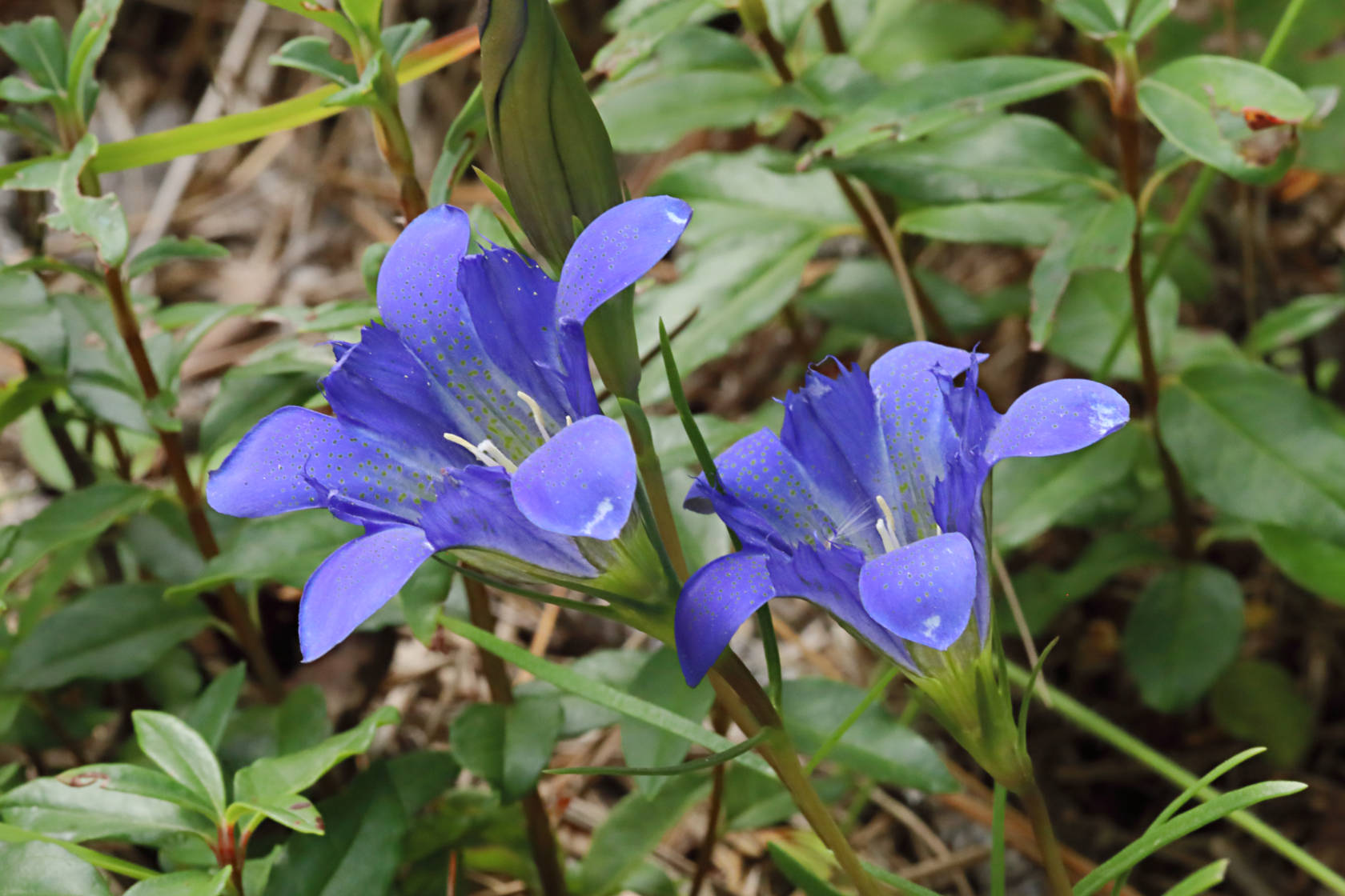 Pine Barren Gentian