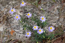 Stiff Aster