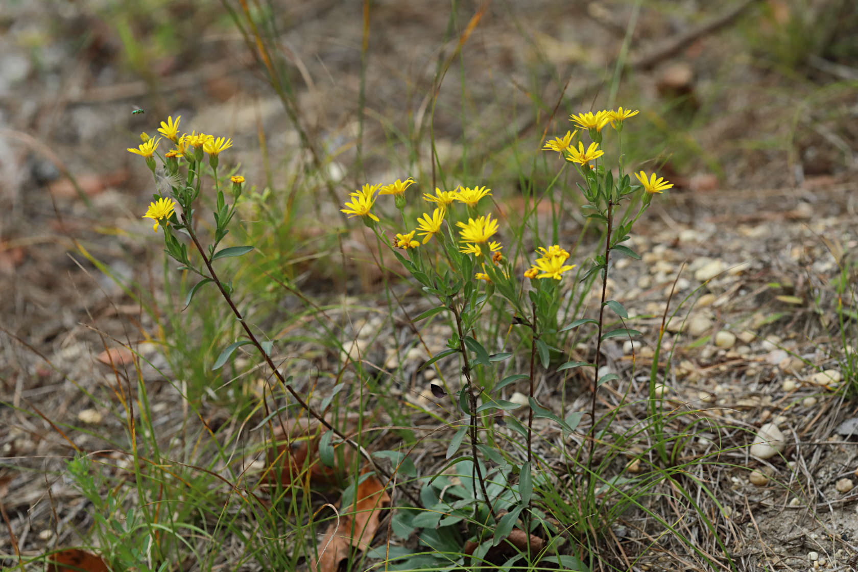 Shaggy Golden Aster