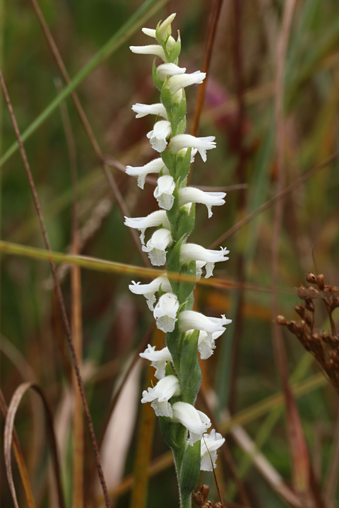 Nodding Ladies' Tresses