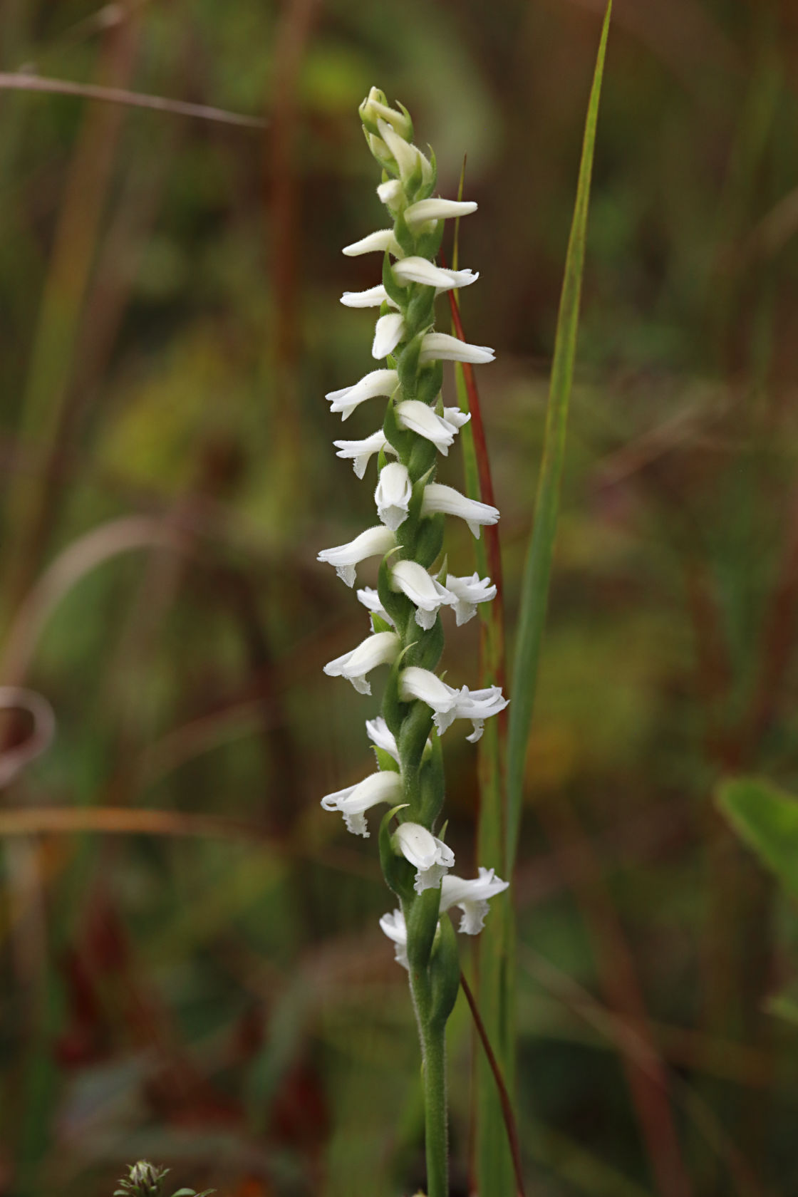 Nodding Ladies' Tresses