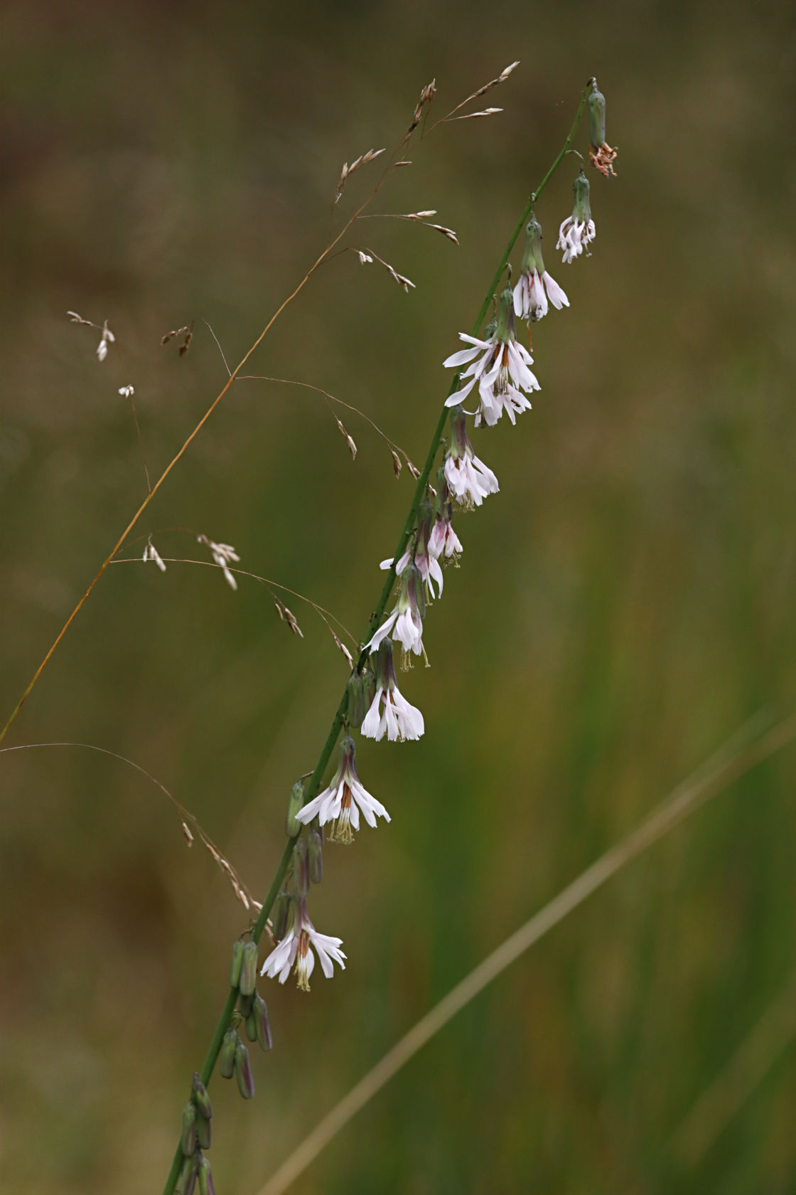 Pine Barren Rattlesnake Root