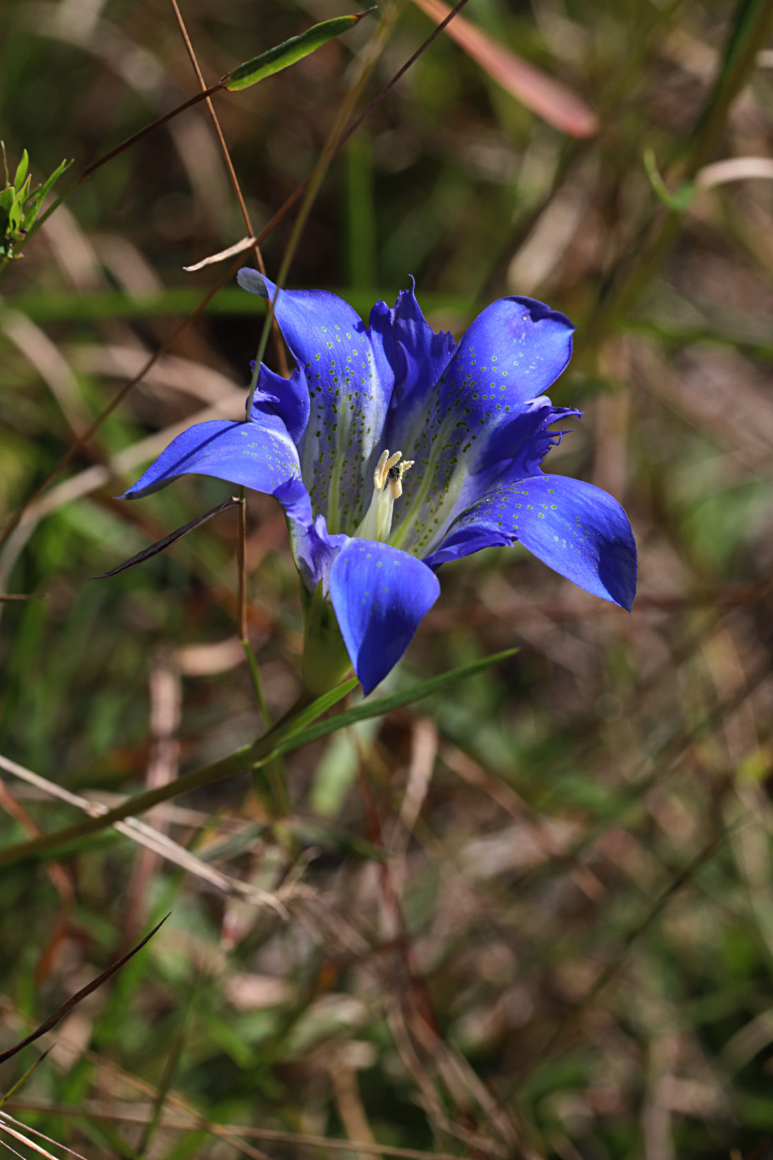 Pine Barren Gentian