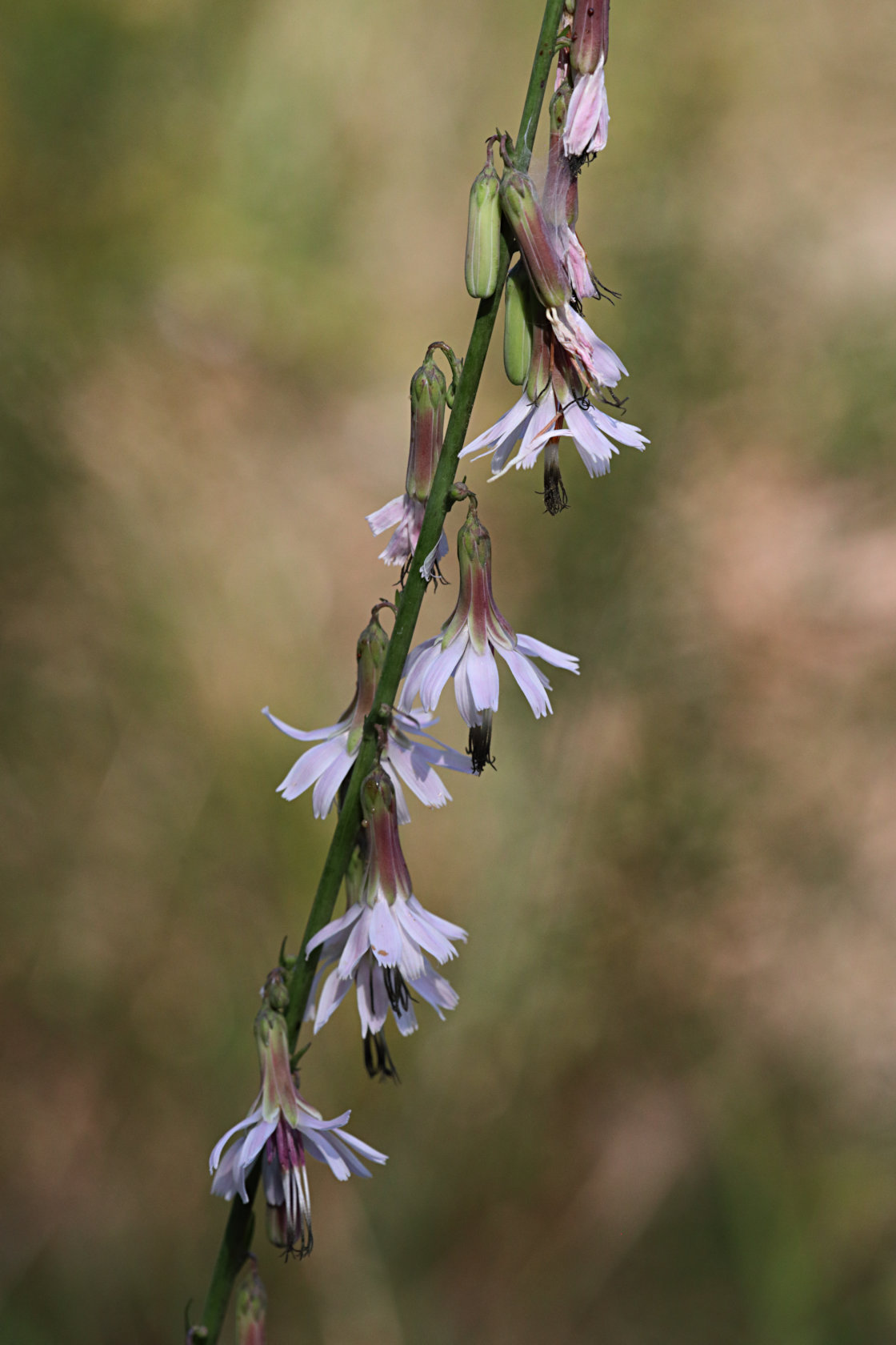 Pine Barren Rattlesnake Root