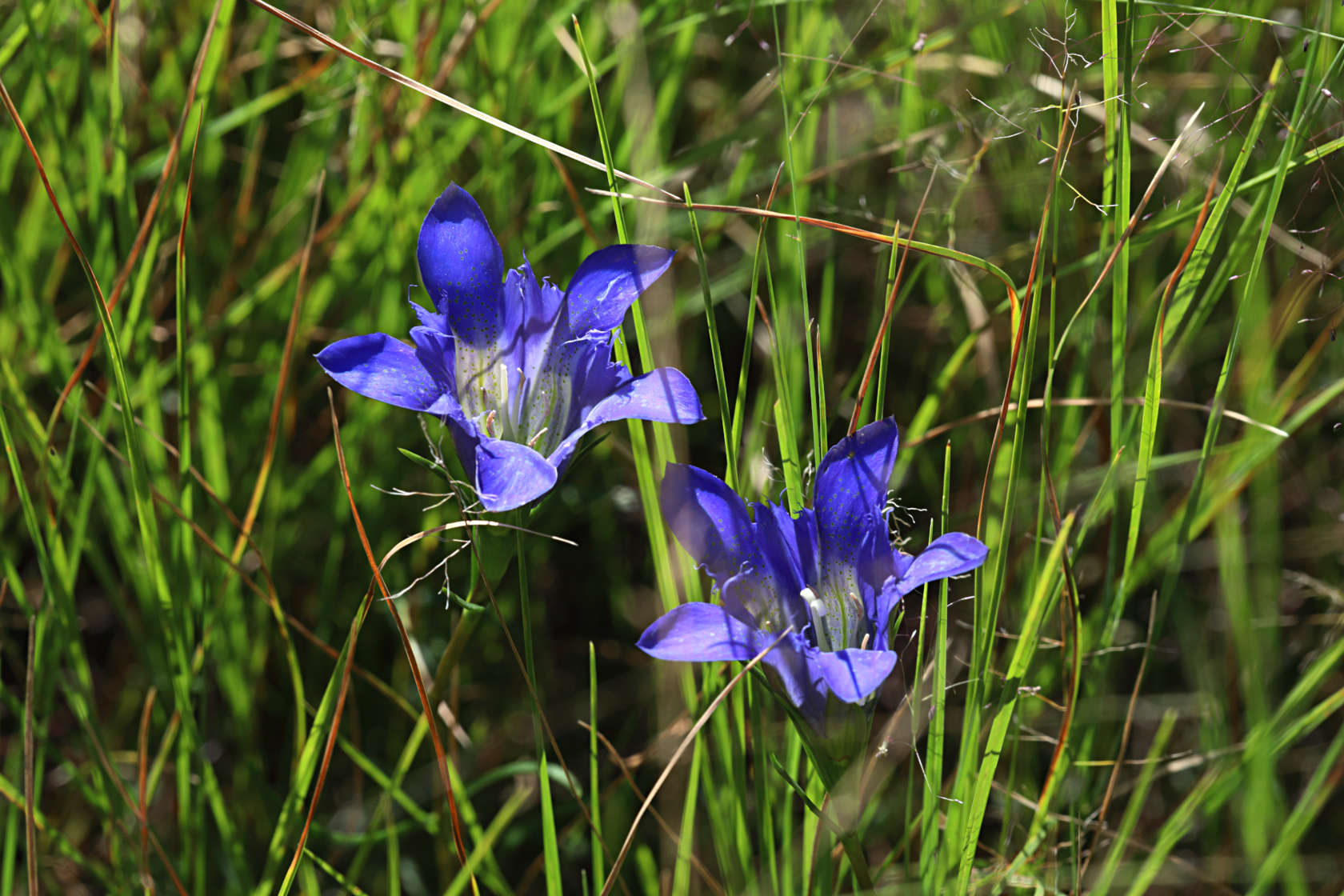 Pine Barren Gentian