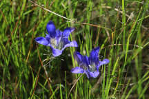 Pine Barren Gentian