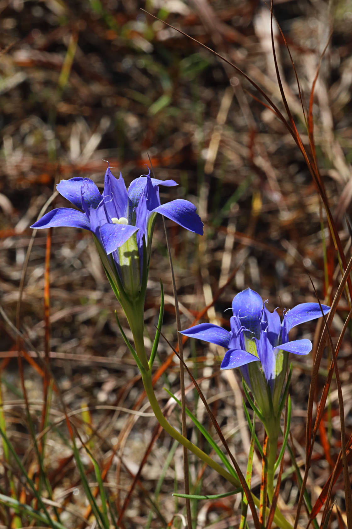 Pine Barren Gentian