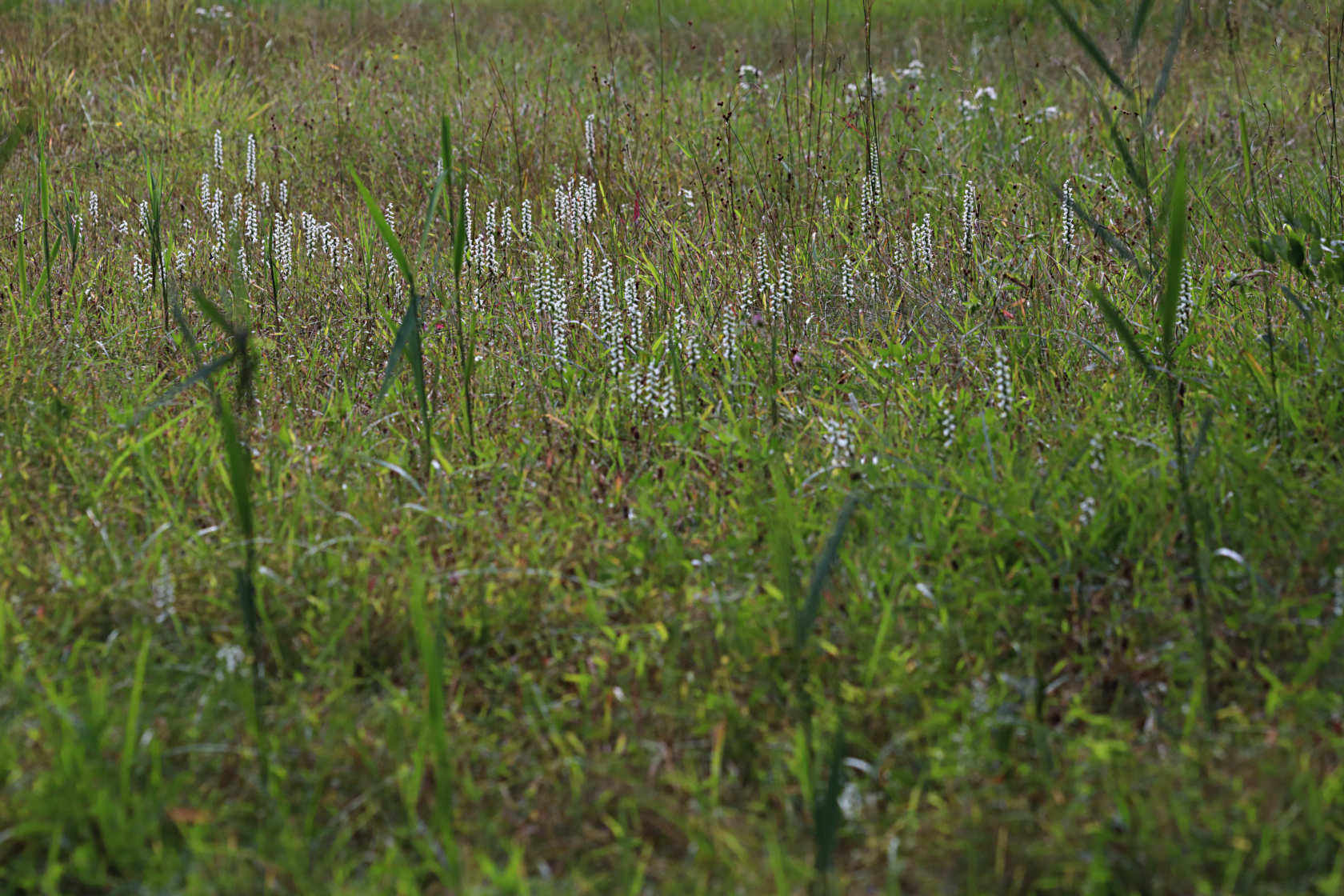 Nodding Ladies' Tresses