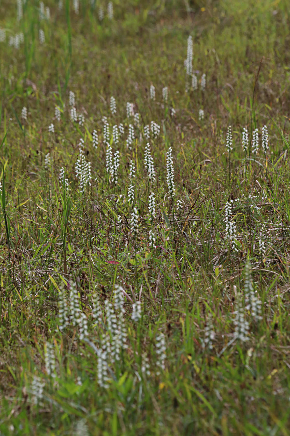 Nodding Ladies' Tresses