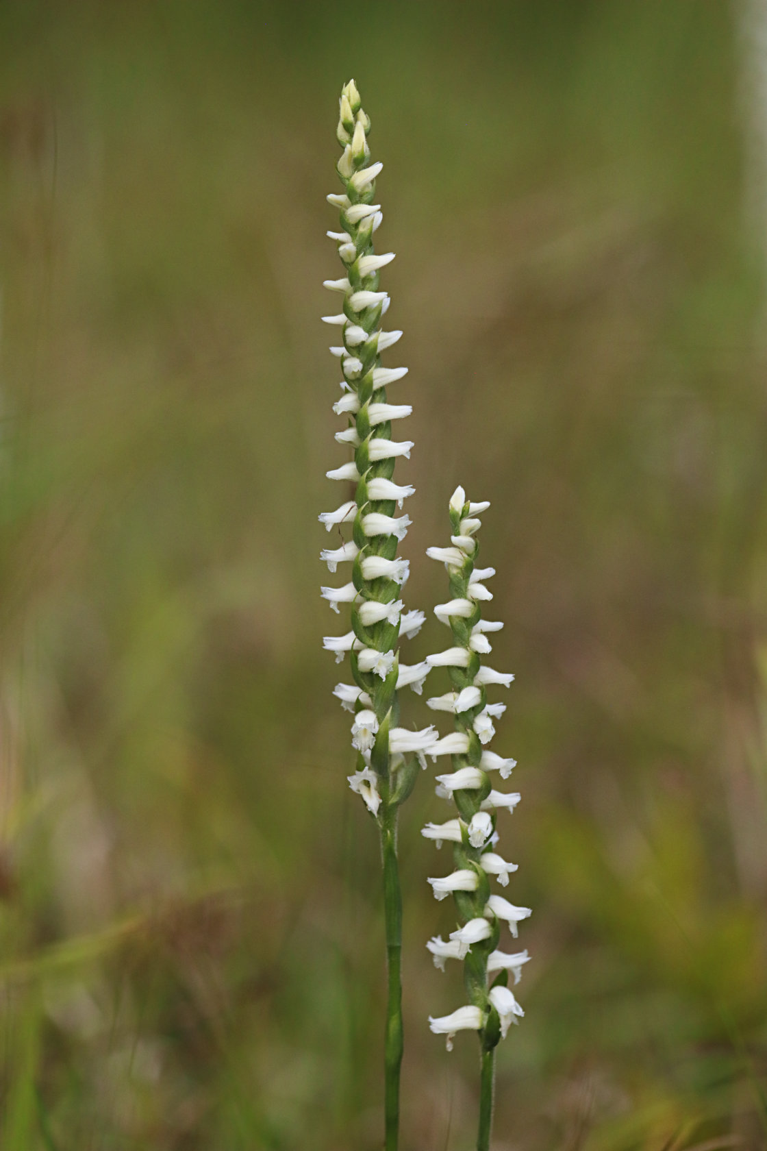 Nodding Ladies' Tresses