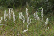 Nodding Ladies' Tresses