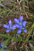 Pine Barren Gentian