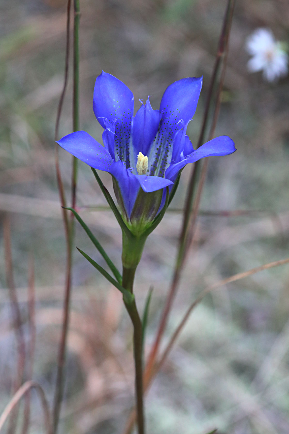 Pine Barren Gentian