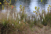 Nodding Ladies' Tresses