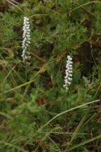 Appalachian Ladies' Tresses