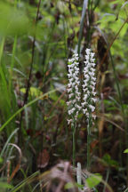 Atlantic Ladies’ Tresses