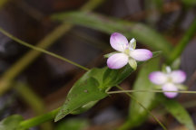 Marsh Dewflower