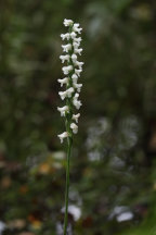 Atlantic Ladies’ Tresses