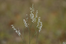 Sand Jointweed