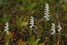 Nodding Ladies' Tresses