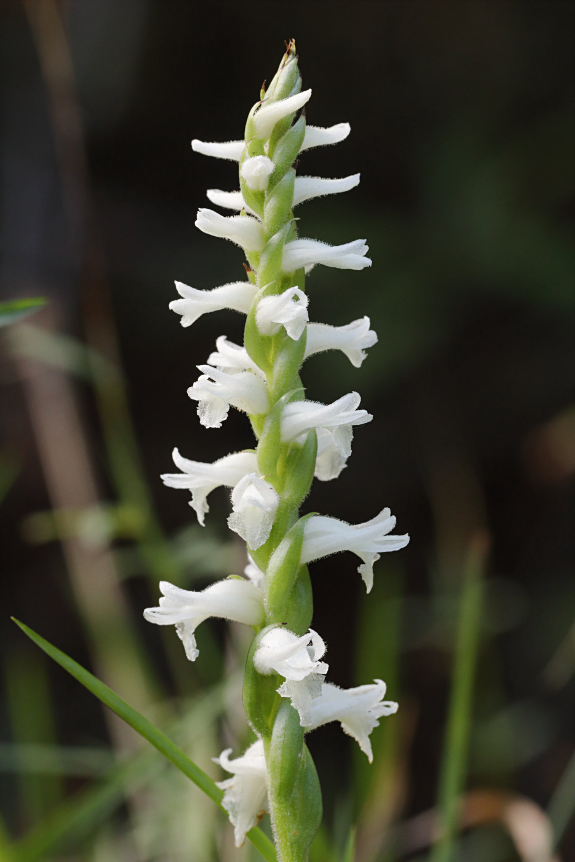 Atlantic Ladies' Tresses