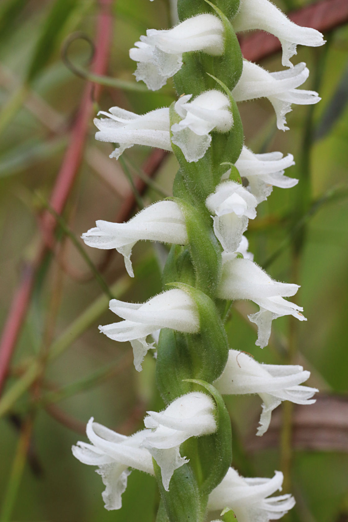 Atlantic Ladies' Tresses