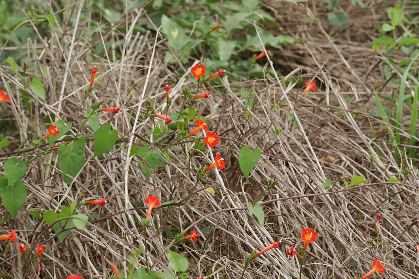 Red Morning Glory