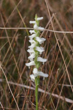 Nodding Ladies' Tresses