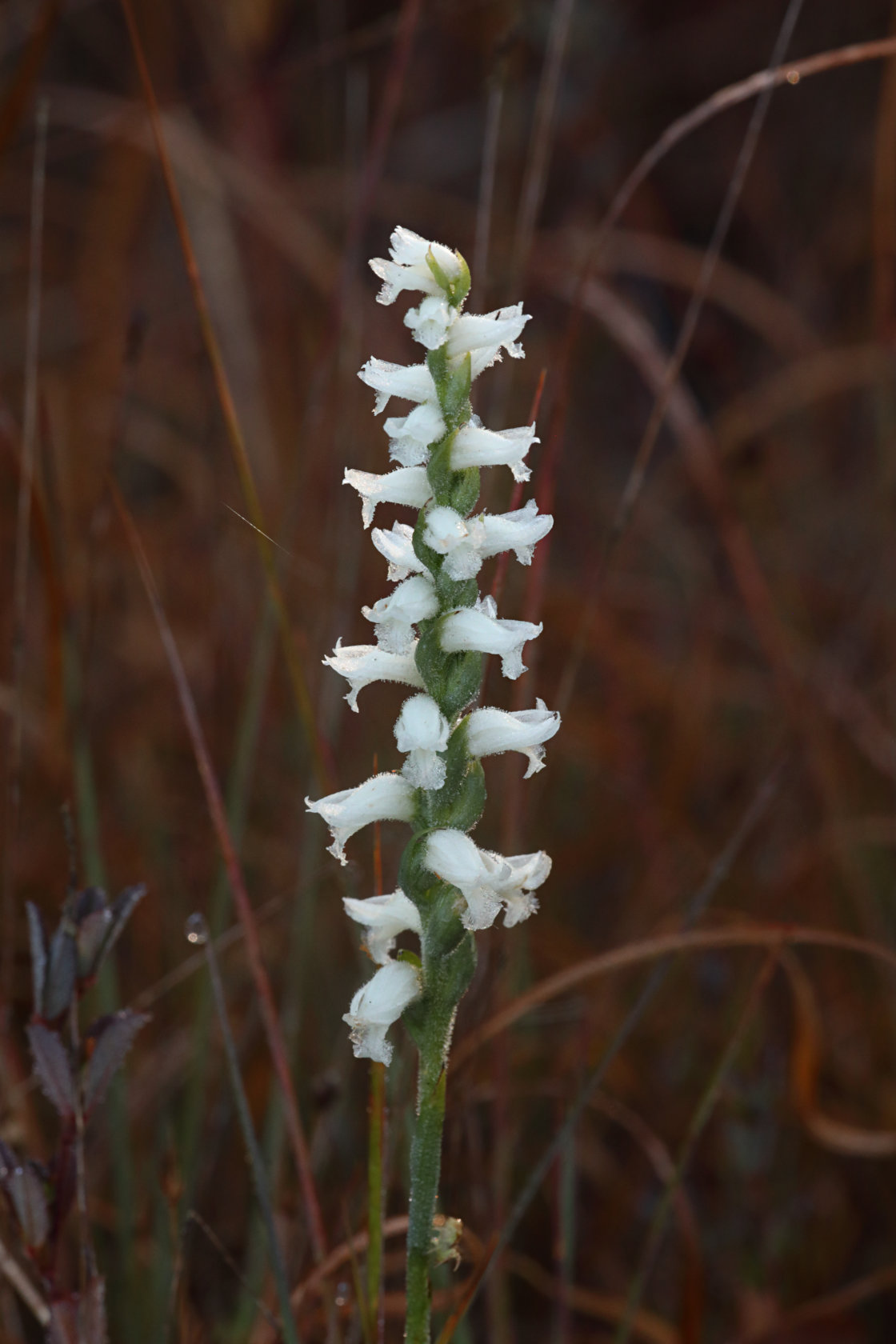 Nodding Ladies' Tresses