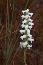 Nodding Ladies' Tresses