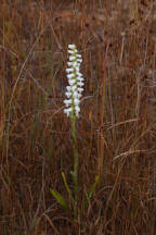 Atlantic Ladies' Tresses