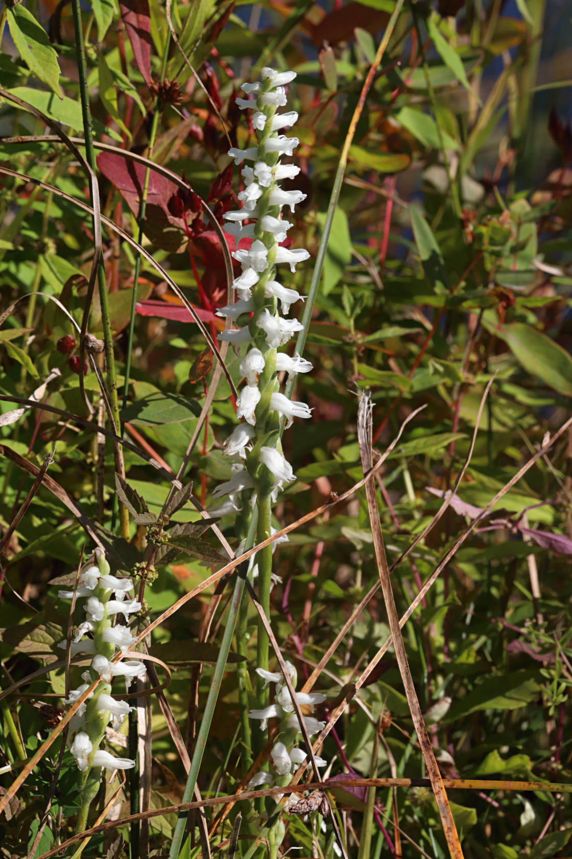 Atlantic Ladies' Tresses