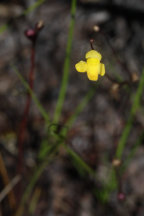 Slender Bladderwort