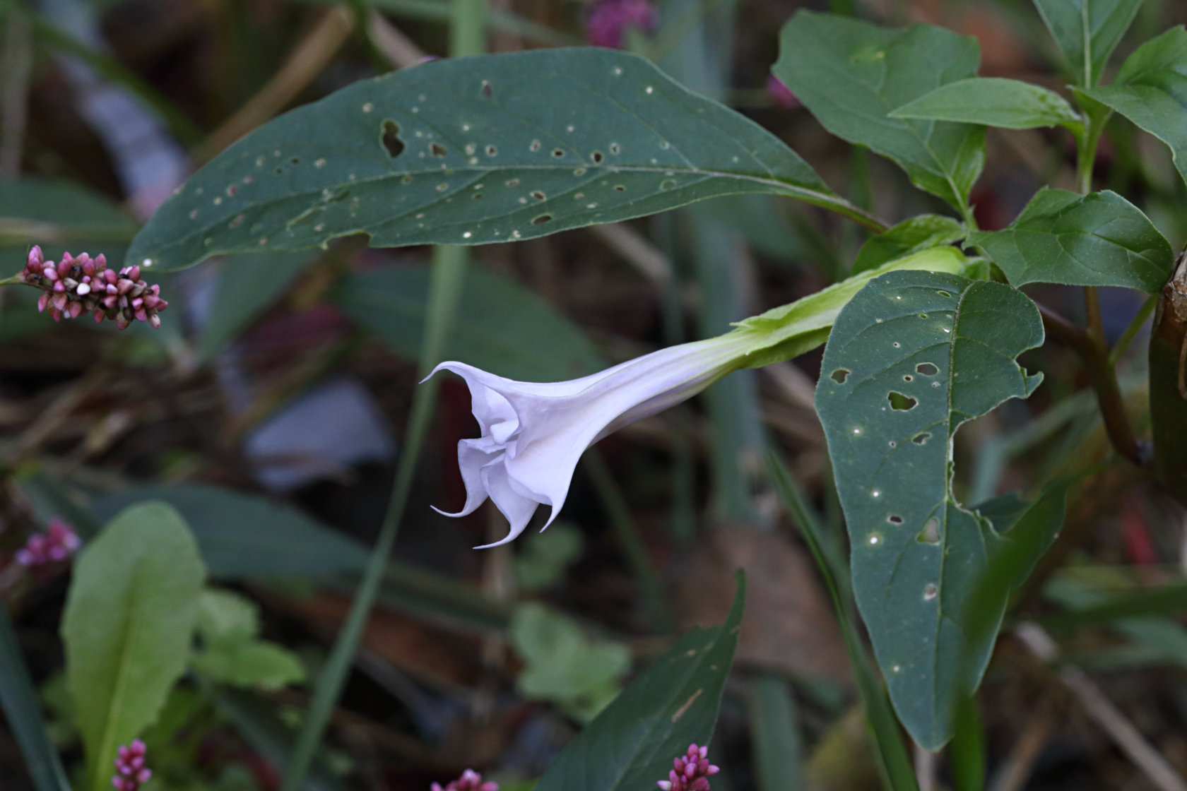 Jimson Weed