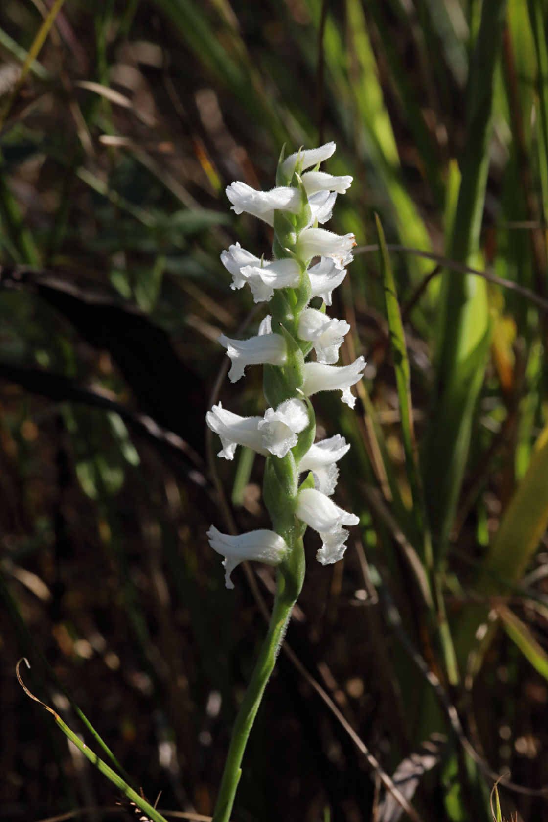 Nodding Ladies' Tresses