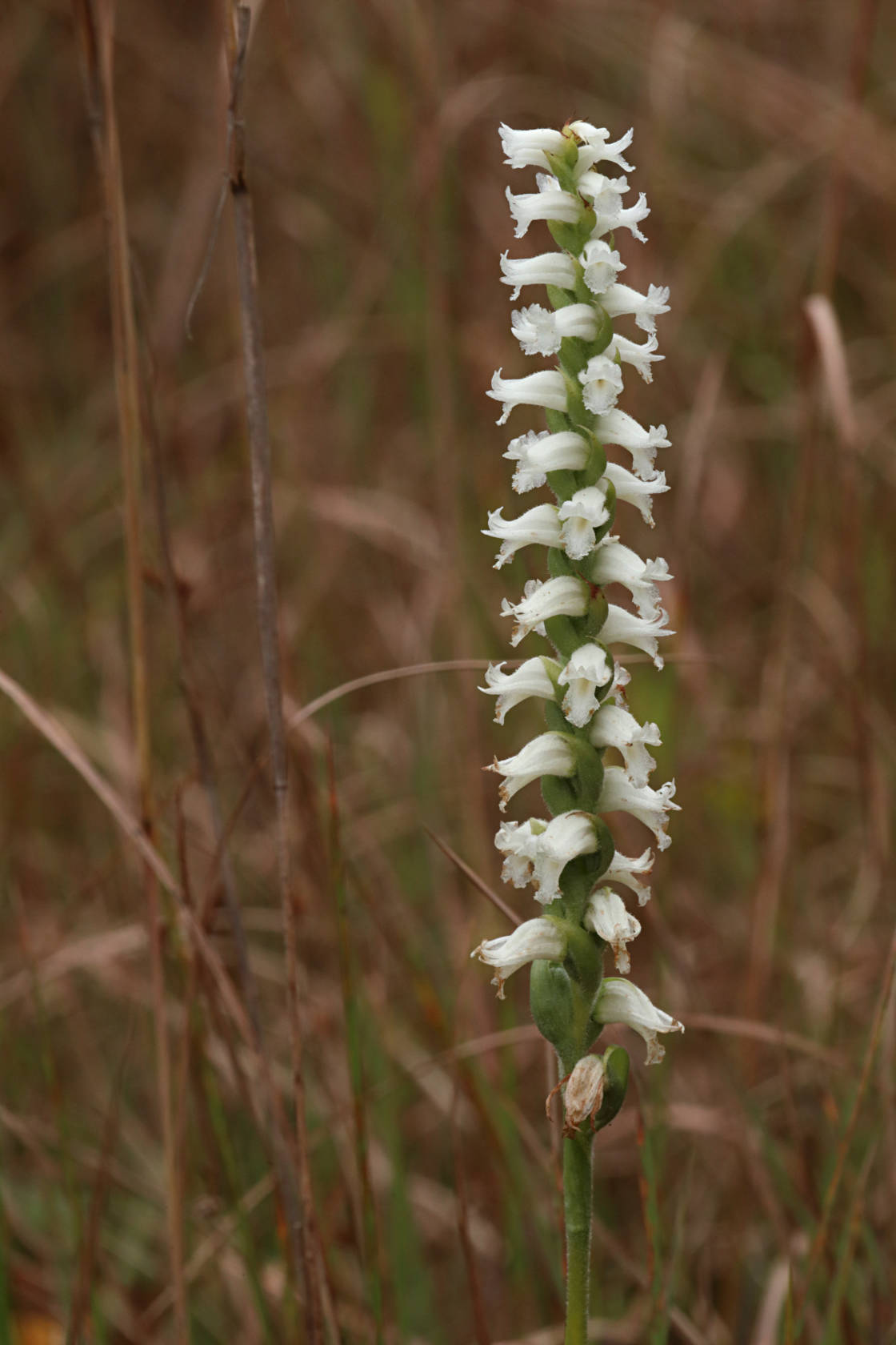 Nodding Ladies' Tresses