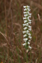 Nodding Ladies' Tresses