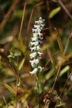 Nodding Ladies' Tresses