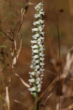 Yellow Ladies' Tresses