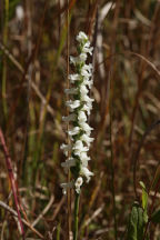 Yellow Ladies' Tresses