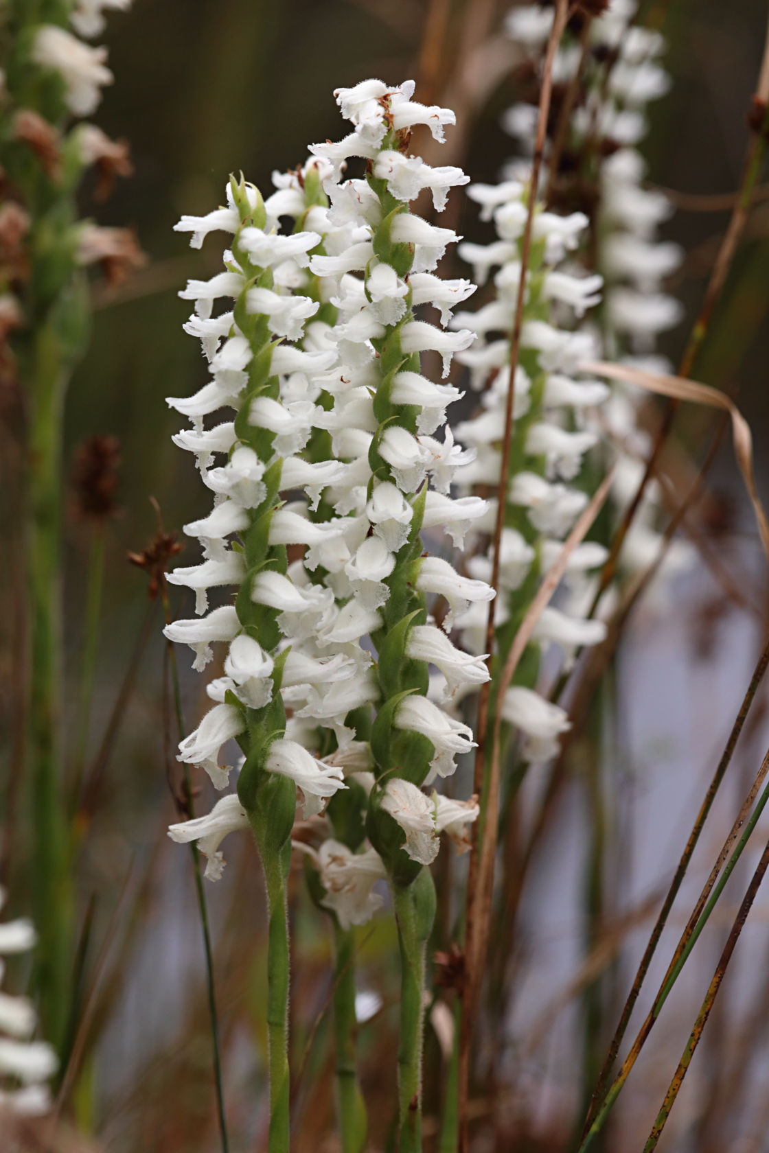 Atlantic Ladies’ Tresses