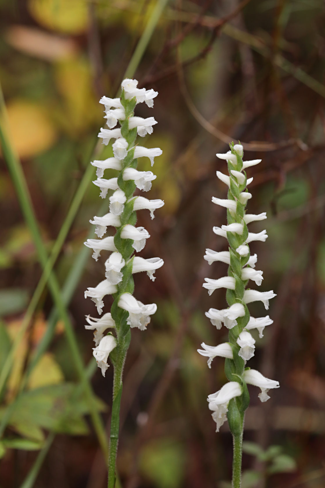 Atlantic Ladies’ Tresses