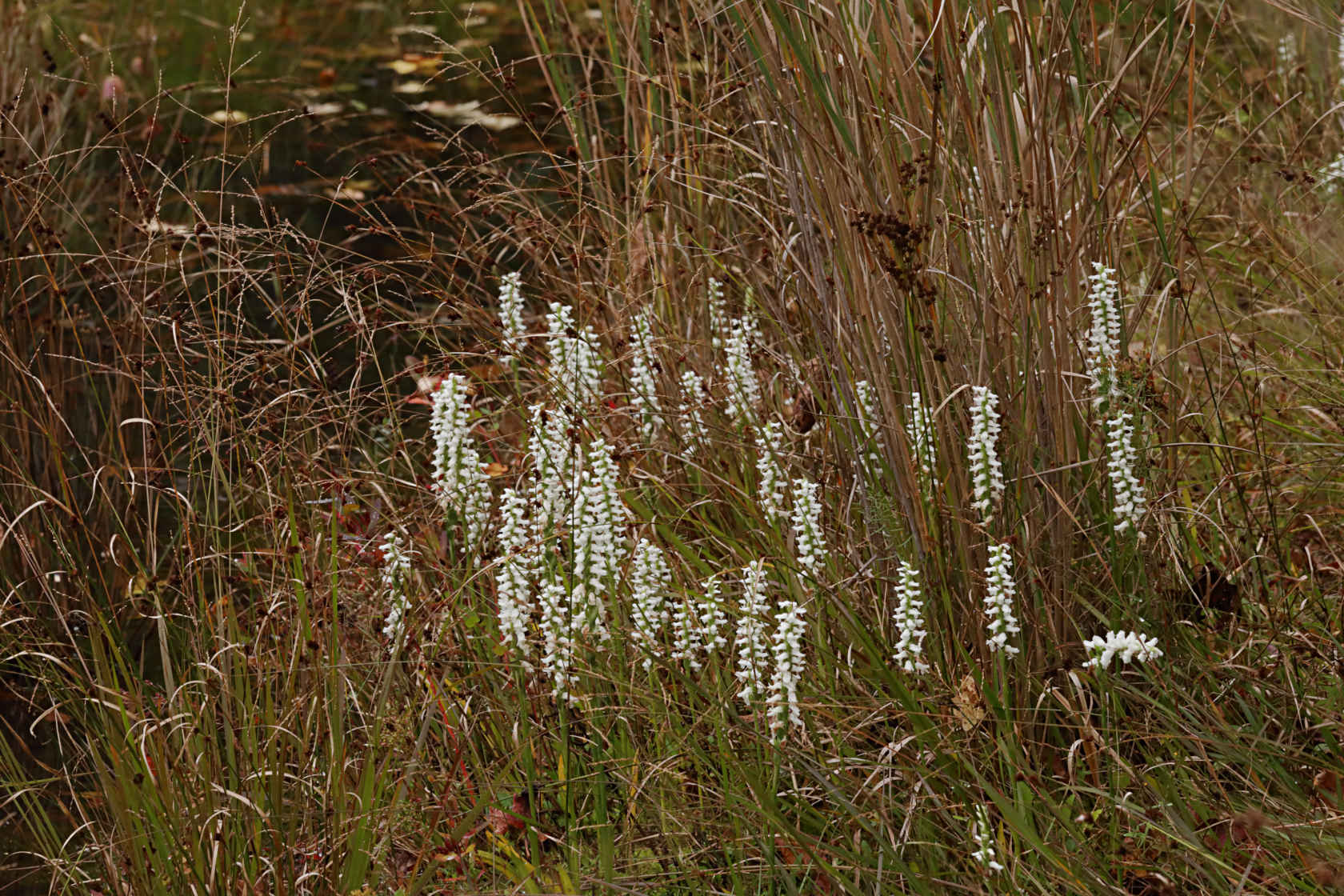 Atlantic Ladies’ Tresses