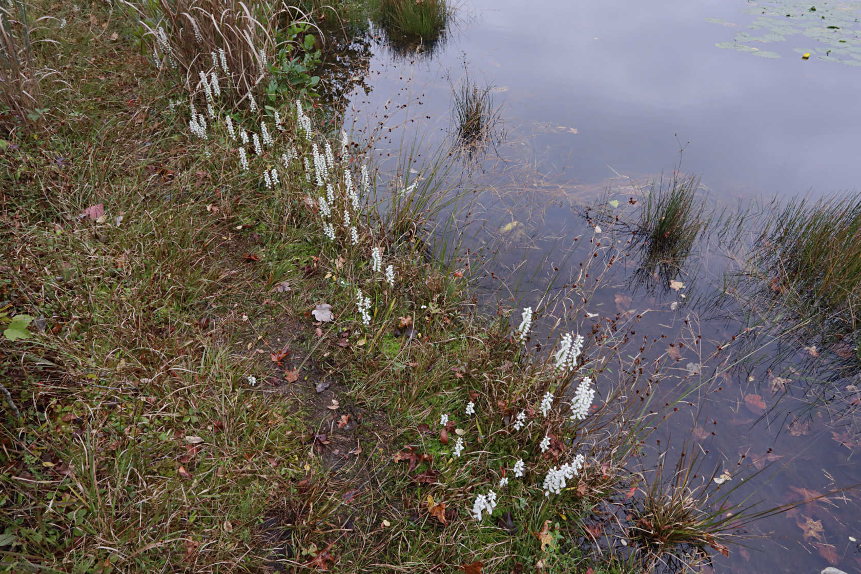 Atlantic Ladies’ Tresses