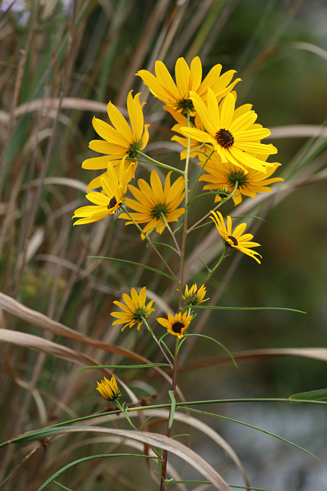 Narrow-Leaved Sunflower