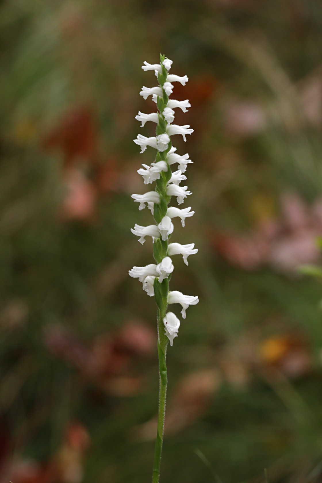 Atlantic Ladies’ Tresses