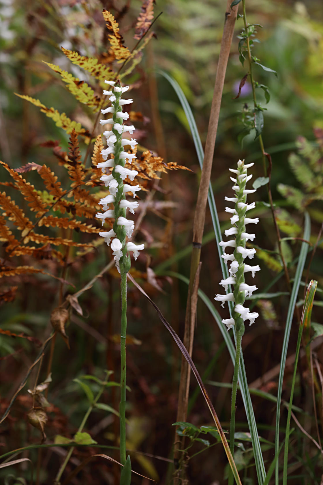 Atlantic Ladies’ Tresses