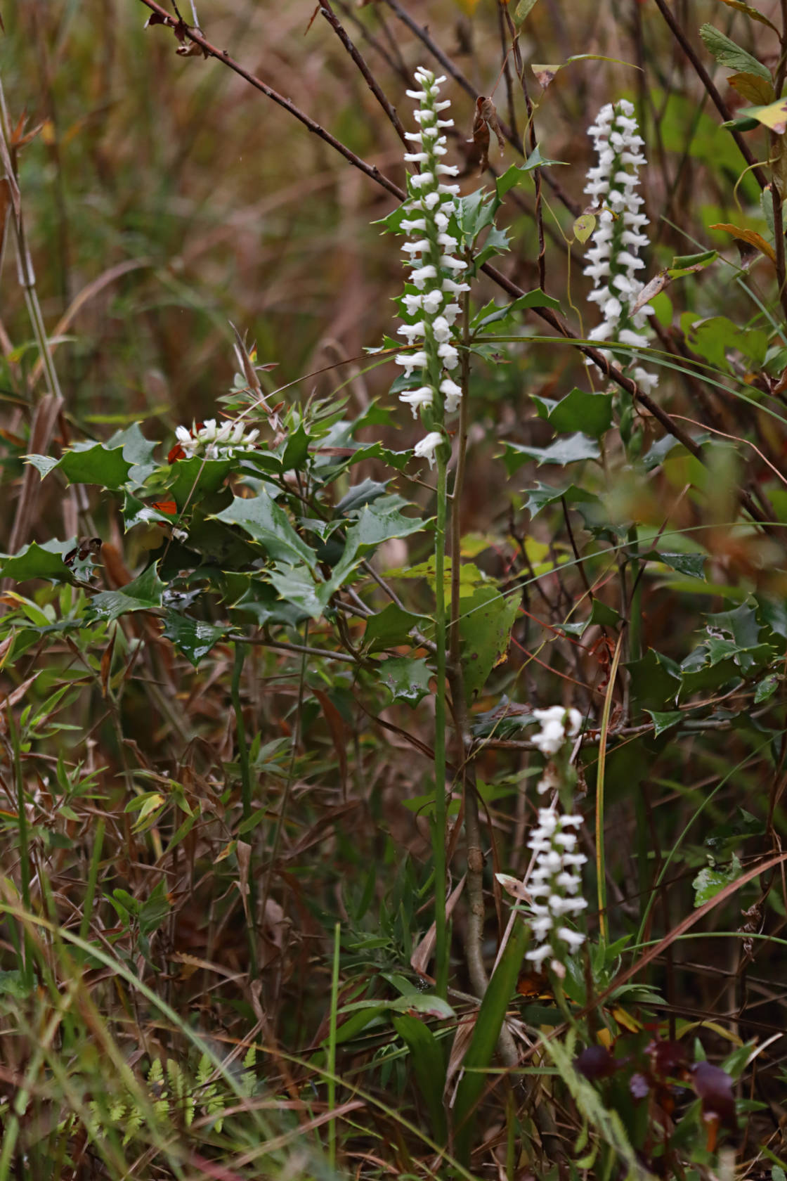 Atlantic Ladies’ Tresses